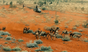 CASA asks outback pilots to report camel sightings